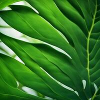 Monstera Leaf, close-up of a Monstera leaf, distinctive split edges and deep green color photo