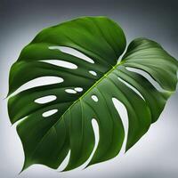 Monstera Leaf, close-up of a Monstera leaf, distinctive split edges and deep green color photo