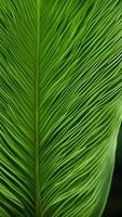 Lush Palm Leaf, close-up of a tropical palm leaf, long arching fronds, pattern of light and shadow photo