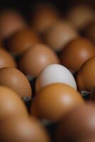 Various eggs in different shades arranged closely together on a dark surface photo