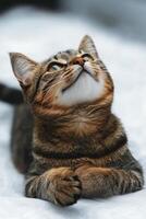 Cute tabby kitten resting on a soft surface in a cozy indoor setting during daylight hours photo
