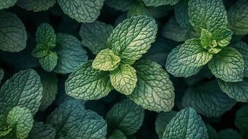 Fresh mint leaves with raindrops glistening in a garden setting photo