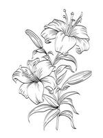 Lily flower Illustration vector