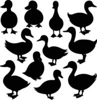 Isolated Duck Silhouettes in Various Poses on White Background vector