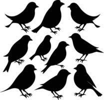 Isolated sparrow Silhouettes in Various Poses on White Background vector