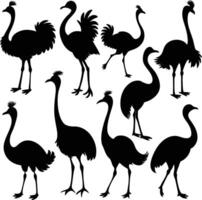 Isolated ostrich Silhouettes in Various Poses on White Background vector