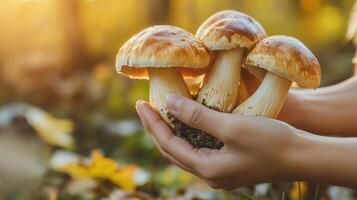 Wild mushroom foraging in the forest photo
