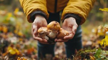 Wild mushroom foraging in the forest photo