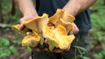 Wild mushroom foraging in the forest photo