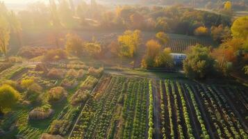 An aerial view of a vegetable garden photo