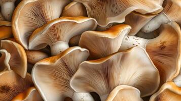 Abstract pattern created from different mushroom species photo