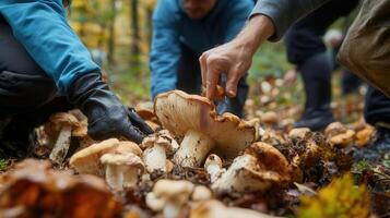 Wild mushroom foraging in the forest photo