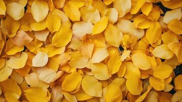 Yellow Golden Autumn Leaves Background photo