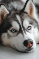 Grey and white husky with blue eyes resting indoors in bright natural light photo