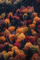 Vibrant autumn foliage fills the forest landscape with colors in the mountains during fall photo