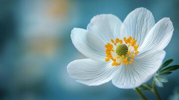 Butterfly perched on a white flower with dewdrops in a sunlit garden during spring photo
