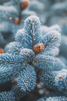 Close-up of frosty blue fir tree branches adorned with delicate snowflakes in winter landscape photo