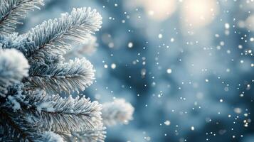Snow-covered pine branch during a winter snowfall in a tranquil forest setting photo