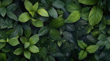 Vibrant green leaves create a lush, natural pattern in a serene forest setting during daylight photo