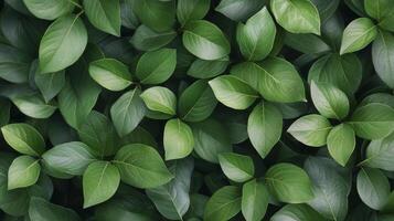 Vibrant green leaves create a lush, natural pattern in a serene forest setting during daylight photo