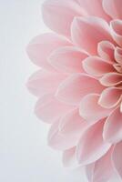 Soft pink flower petals in close-up against a light background during daylight photo