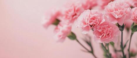 Delicate pink carnations arranged beautifully against a soft pastel background photo