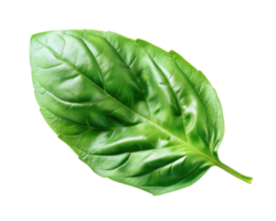 Basil Leaf Macro png