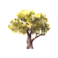 Deciduous green tree. Hand painted watercolor illustration. Silhouettes of leafy bushes, oak, linden, olive, alder or beech tree for your botanical or landscape design. Isolated from background png