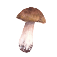 One Porcini mushroom hand drawn watercolor illustration. Boletus with brown cap for food. Edible wild forest fungi. Fall harvest, vegetarian menu, label, product packaging Clipart isolated background png