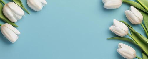White tulips arranged on a pastel blue background for a fresh spring decoration idea photo