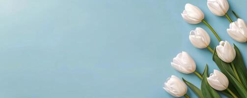 White tulips arranged on a pastel blue background for a fresh spring decoration idea photo