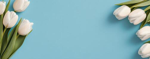 White tulips arranged on a pastel blue background for a fresh spring decoration idea photo