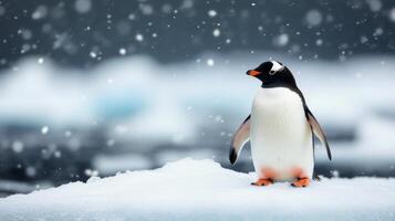 A gentoo penguin standing on ice surrounded by falling snow in the Antarctic region during winter photo