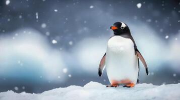 A gentoo penguin standing on ice surrounded by falling snow in the Antarctic region during winter photo