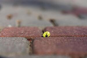 A small sprout of a tree with a green leaf makes its way through concrete tiles photo