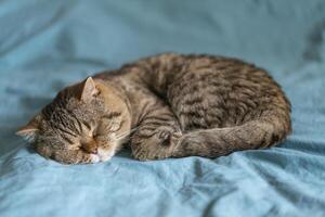 A striped British Shorthair cat with a chocolate spot sleeps on a turquoise blanket photo