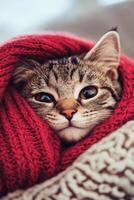 Cozy cat wrapped in a red blanket resting indoors on a chilly day photo