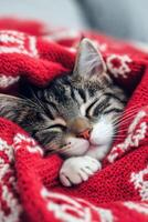 Cozy cat wrapped in a red blanket resting indoors on a chilly day photo