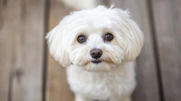 Adorable white dog sits on wooden floor, gazing curiously at the camera in bright indoor light photo