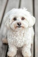 Fluffy white dog looking curiously at the camera in a cozy wooden home environment photo
