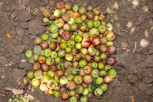 Compost pit of rotten and worm-eaten apples in a garden photo
