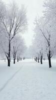 A serene winter landscape with snow-covered trees lining a peaceful pathway in a quiet park photo