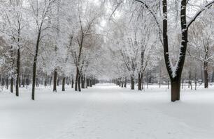 Snow-covered tree-lined pathway in a serene winter landscape during daytime photo