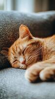Cozy orange cat napping peacefully on a textured gray couch in a warm, inviting living room photo