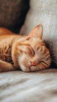 Cozy orange cat napping peacefully on a textured gray couch in a warm, inviting living room photo
