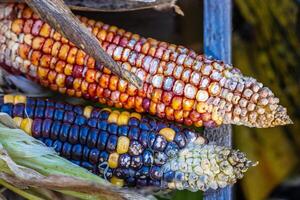 Detailed closeup view of two multicolored ears of Indian corn on the cob with natural husks. A detailed view of maize against a natural background, Perfect for autumn harvest or seasonal decorations. photo