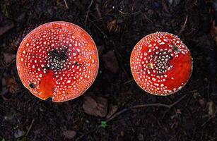 Overhead view of two vibrant fly agaric mushrooms on the dark forest floor. Amanita muscaria fungi with red caps and white specks contrasting with the black background. Spessart Germany. Copy space photo