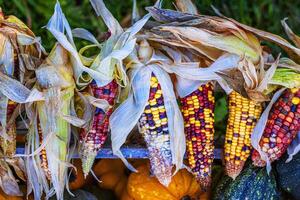 Detailed closeup view of multicolored ears of Indian corn on the cob with natural husks. A detailed view of maize against a natural background, Perfect for autumn harvest or seasonal decorations. photo