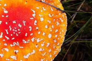 Closeup of the classic fly agaric mushroom withd red orange cap with white spots, Top view of Amanita muscaria fungus growing on a forest floor. Vibrant texture of the wild toadstool fungi in autumn. photo