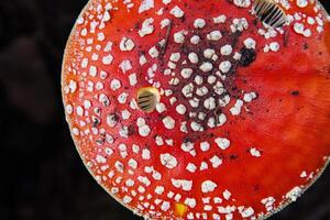 Partial overhead view of view of the vibrant fly agaric mushroom on the dark forest floor. Amanita muscaria fungi with red cap and white specks on the black background. Spessart Germany. Copy space photo